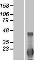 ID4 Human Over-expression Lysate