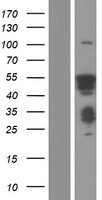 HSF4 Human Over-expression Lysate