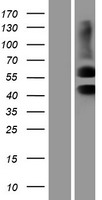 Activin Receptor Type IIA (ACVR2A) Human Over-expression Lysate