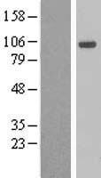 Aryl hydrocarbon Receptor (AHR) Human Over-expression Lysate