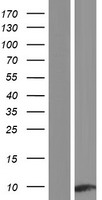 Apolipoprotein CI (APOC1) Human Over-expression Lysate