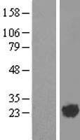 ARL2 Human Over-expression Lysate