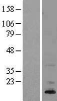 ASIP Human Over-expression Lysate