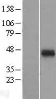 ATP1B2 Human Over-expression Lysate