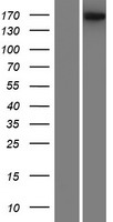 BAI1 (ADGRB1) Human Over-expression Lysate
