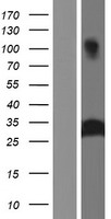 Azurocidin (AZU1) Human Over-expression Lysate
