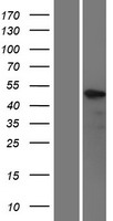 KLF5 Human Over-expression Lysate