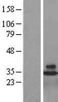 CD48 Human Over-expression Lysate
