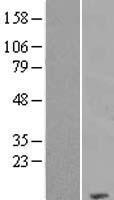 COX7C Human Over-expression Lysate