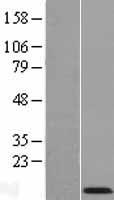 COX7A2 Human Over-expression Lysate
