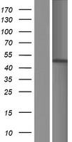 CKII alpha (CSNK2A1) Human Over-expression Lysate