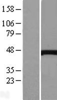 Cystathionase (CTH) Human Over-expression Lysate