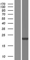 DCTD Human Over-expression Lysate