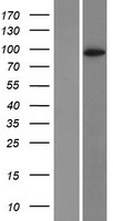 DPP6 Human Over-expression Lysate