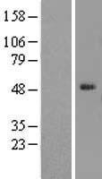 ELK4 Human Over-expression Lysate