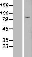 EZH1 Human Over-expression Lysate
