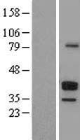 CD23 (FCER2) Human Over-expression Lysate