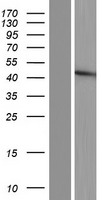 FUT5 Human Over-expression Lysate