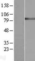 GARS1 Human Over-expression Lysate