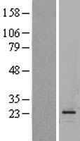 GLP1 (GCG) Human Over-expression Lysate