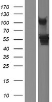HARS1 Human Over-expression Lysate