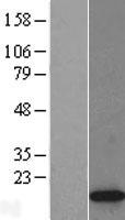 H2A.Z (H2AFZ) Human Over-expression Lysate
