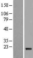 IFNA5 Human Over-expression Lysate