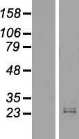 IFNW1 Human Over-expression Lysate