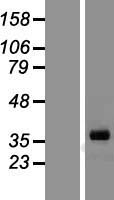 Inhibin alpha (INHA) Human Over-expression Lysate