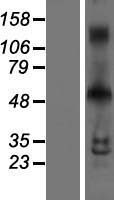 INSM1 Human Over-expression Lysate