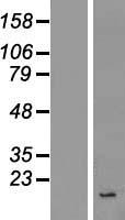 INSL4 Human Over-expression Lysate