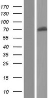 KCNA5 Human Over-expression Lysate