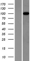 ITIH3 Human Over-expression Lysate