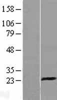 CD94 (KLRD1) Human Over-expression Lysate
