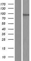 NCBP1 Human Over-expression Lysate