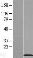 NDUFA2 Human Over-expression Lysate