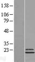 NDUFS4 Human Over-expression Lysate