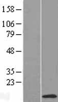 NDUFC1 Human Over-expression Lysate