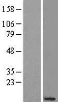 NDUFB3 Human Over-expression Lysate