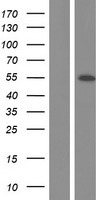 NEK2 Human Over-expression Lysate