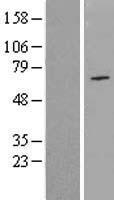 PASD5 (NPAS1) Human Over-expression Lysate
