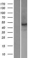NOVA2 Human Over-expression Lysate
