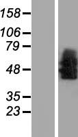 Neurotensin Receptor 1 (NTSR1) Human Over-expression Lysate