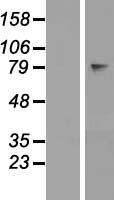 OVGP1 Human Over-expression Lysate
