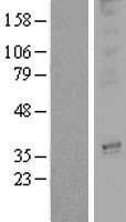 OR3A2 Human Over-expression Lysate