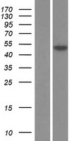 Osteoprotegerin (TNFRSF11B) Human Over-expression Lysate