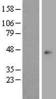 OPCML Human Over-expression Lysate