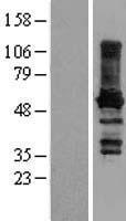 Paralemmin (PALM) Human Over-expression Lysate