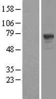 PDE9A Human Over-expression Lysate