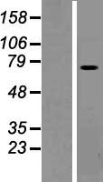 PLS1 Human Over-expression Lysate